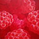 Raspberry Delight