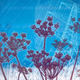 Heracleum sphondylium