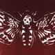 Moth (Death's Head)