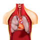 Thoracic Anatomy