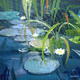 Lily Pond