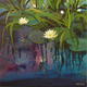 Lily Pond Reflections…