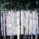 PALLID WOOD