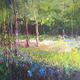 Bluebells and Morning…