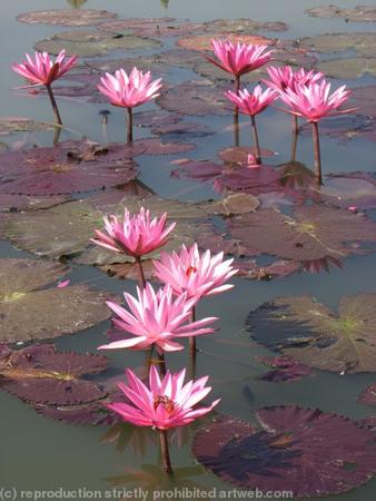 Lillies