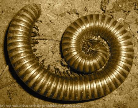 Millipede