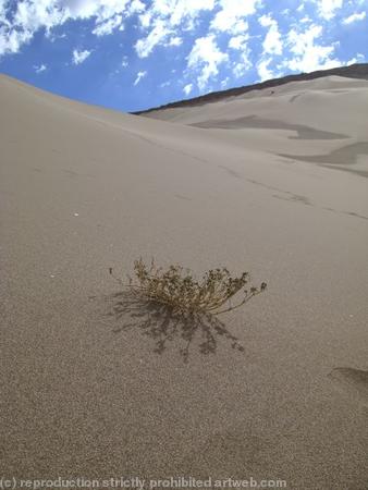 Desert growth