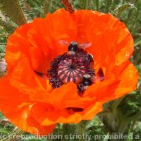 Poppy and bees