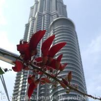 Petronas