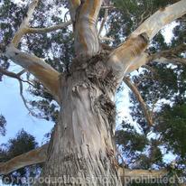 Eucalyptus