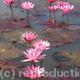 Lillies