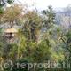 Jungle tree house
