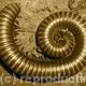 Millipede