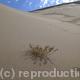 Desert growth