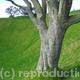 One tree hill