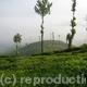 Tea plantation