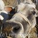 Nosey cow