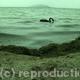 Black swan