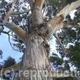 Eucalyptus