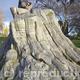 Tree stump