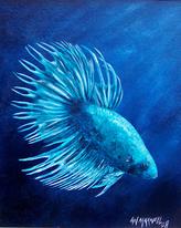 siamese fighting fish - betta splendens