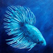siamese fighting fish - betta splendens