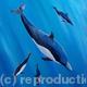dolphins