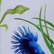 siamese fighting fish…
