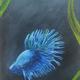 siamese fighting fish…
