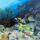sweetlips on coral reef
