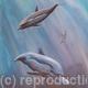 dolphins