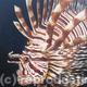 Lionfish 2