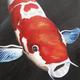 koi