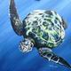 sea turtle