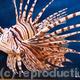 lionfish