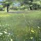 Spring meadow at Great…