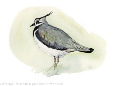 Lapwing