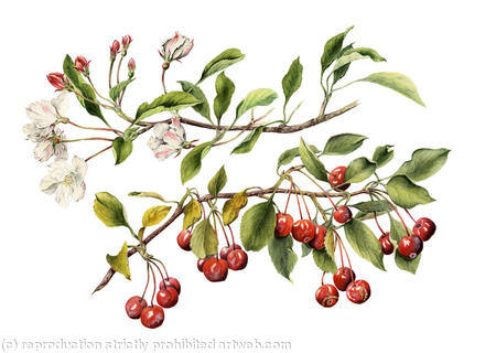 Malus hupehensis