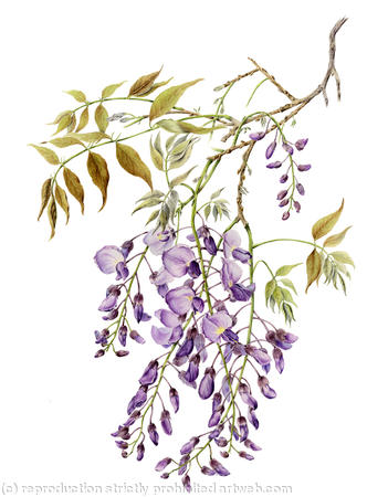 Wisteria sinensis