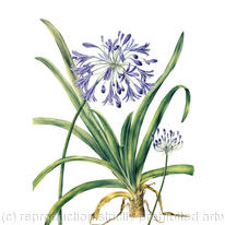 Agapanthus campanulatus
