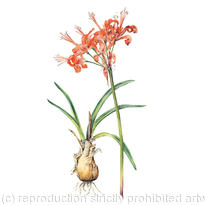 Nerine sarniensis