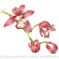 Cymbidium