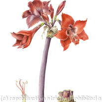 Amaryllis