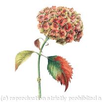 Hydrangea Hortensis Heinrich Seidel