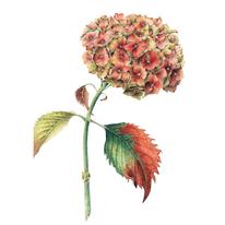 Hydrangea Hortensis Heinrich Seidel