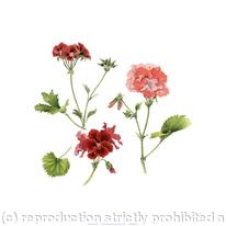 Pelargonium Crimson Unique, Rogue, Bonanza