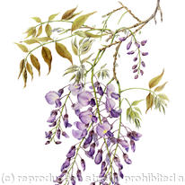Wisteria sinensis
