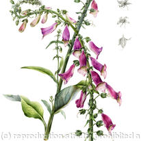 Foxglove Digitalis purpurea