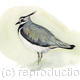 Lapwing