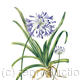 Agapanthus campanulatus